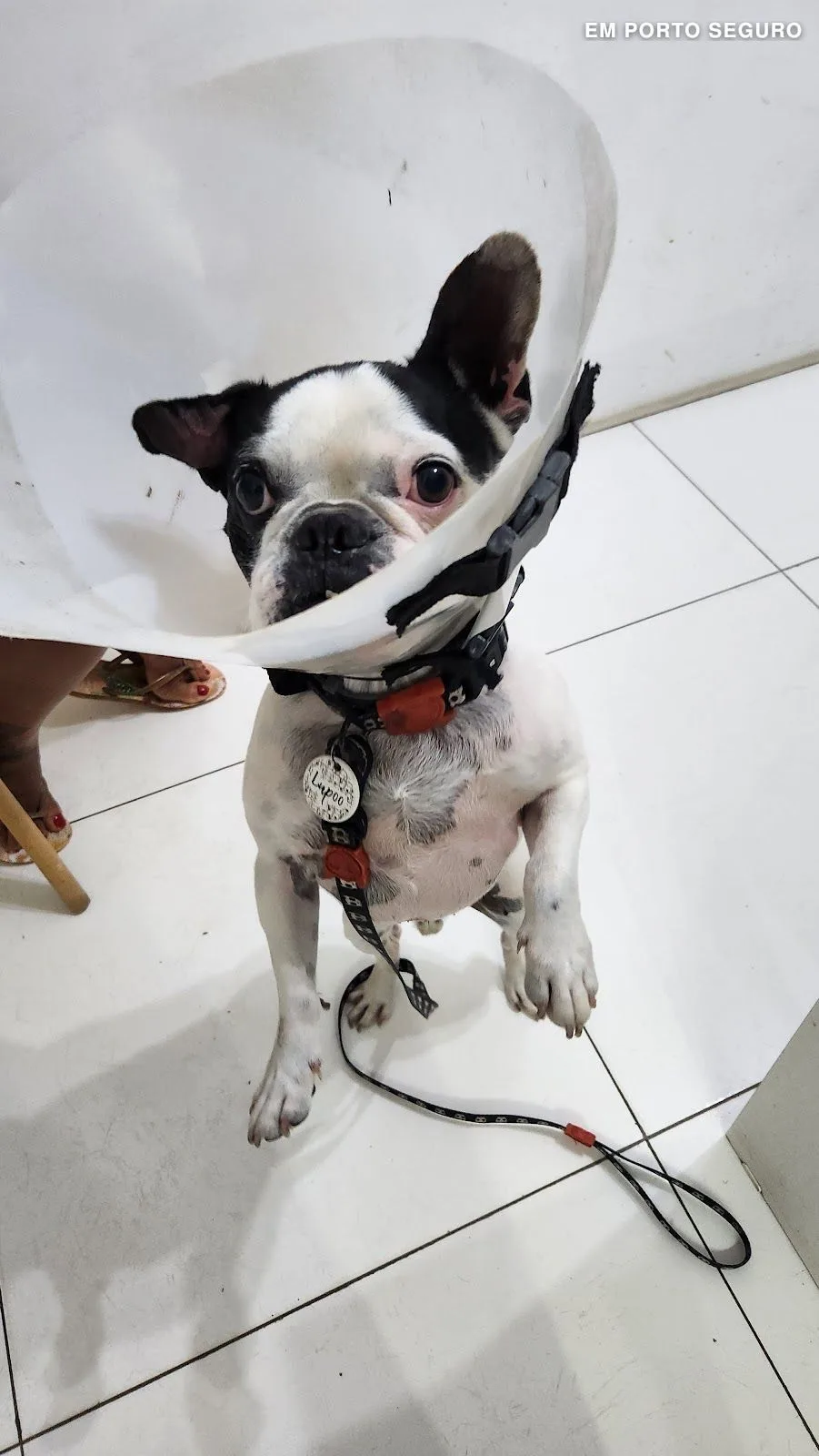 Prefiro Bicho - Consultório Veterinário & Petshop