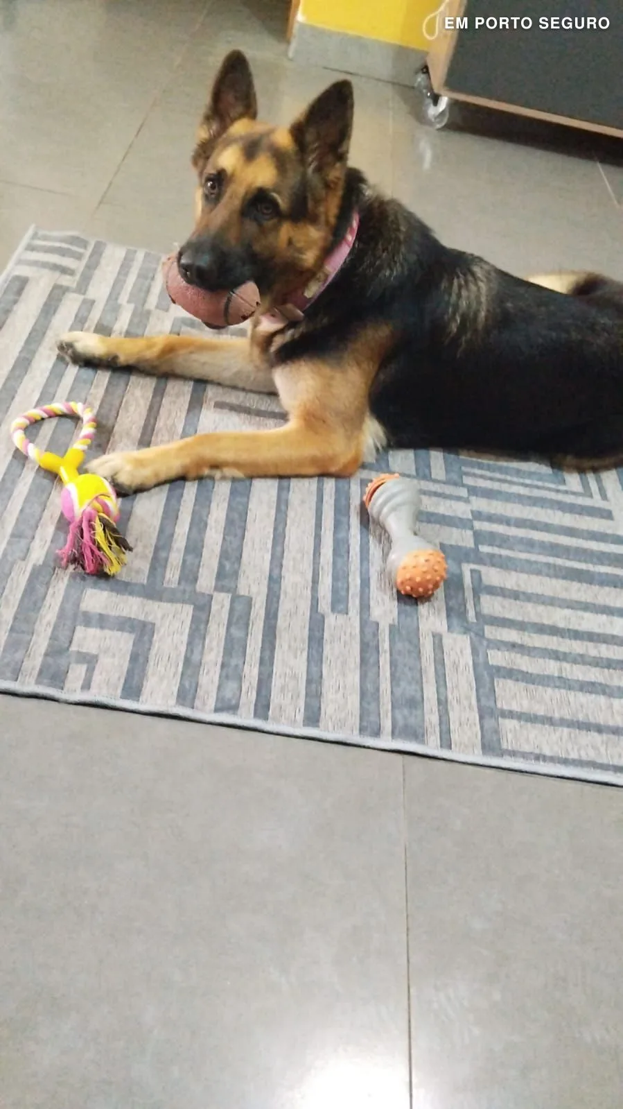 Clínica Veterinária d'Ajuda Pets