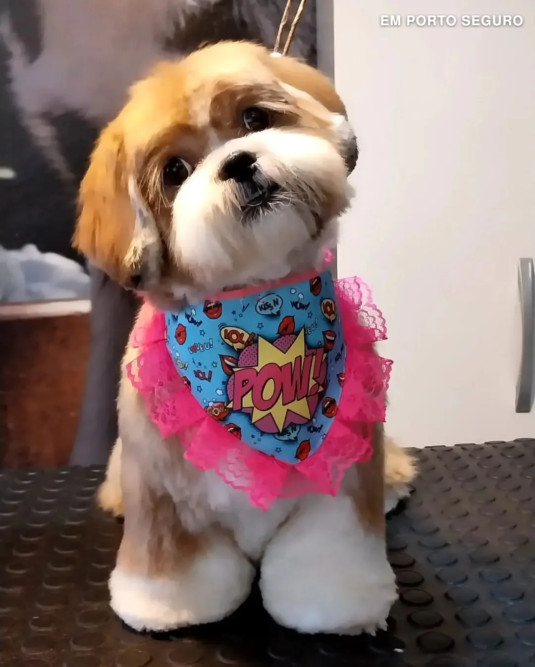 Animô Pet Salon - Arraial d´ajuda